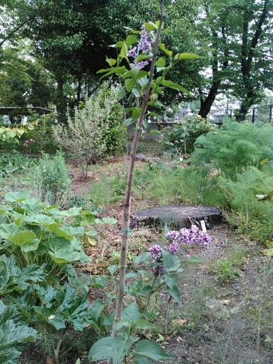 ボリジ　芍薬　チャイブ　オキナグサ　不明の…はフレンチライラック_a0018655_15484553.jpg