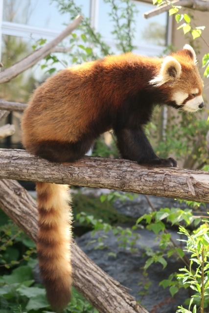 Maruyama　Zoo_e0363755_23285991.jpg