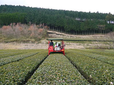 菊池水源茶 茶摘みのスタート(平成29年)と生茶から荒茶への加工(前編)_a0254656_16260651.jpg