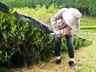 菊池水源茶 茶摘みのスタート(平成29年)と生茶から荒茶への加工(前編)_a0254656_16403216.jpg
