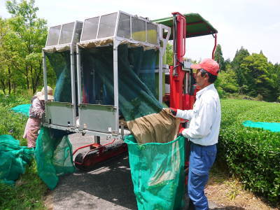 菊池水源茶 茶摘みのスタート(平成29年)と生茶から荒茶への加工(前編)_a0254656_16553902.jpg