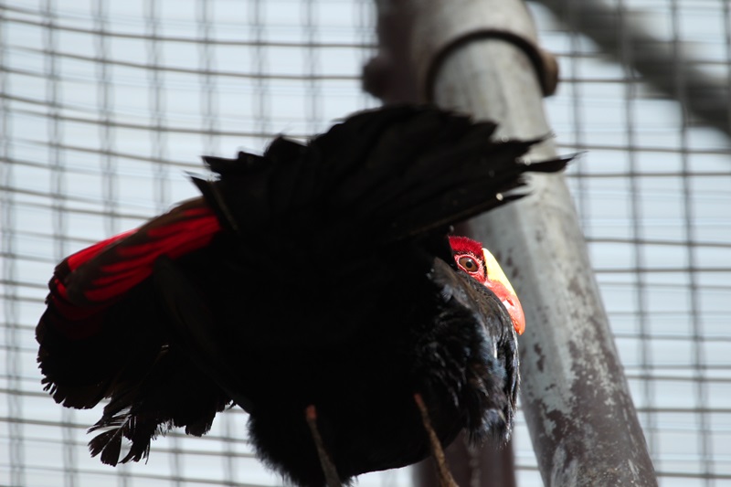 花鳥園の鳥たち・１♪_a0167759_16373835.jpg