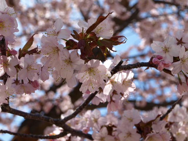 桜満開_d0153062_995751.jpg