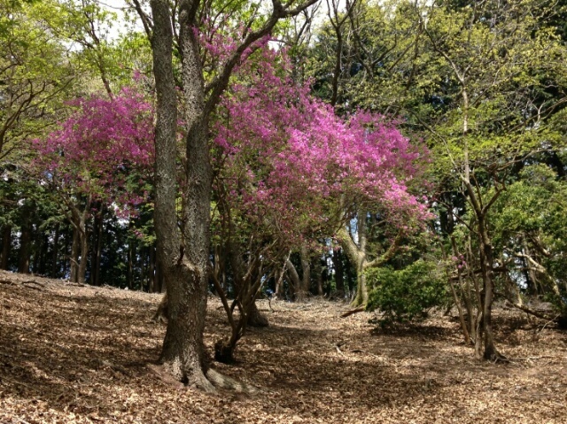 八ヶ尾山リベンジへ　５月４日_c0260463_16012145.jpg