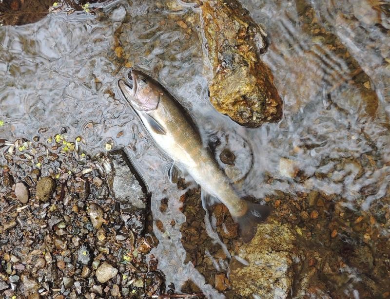 　久し振りの岩魚釣り_f0290971_954634.jpg