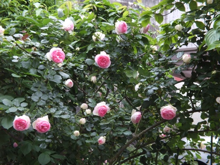 b0214473_18402423.jpg