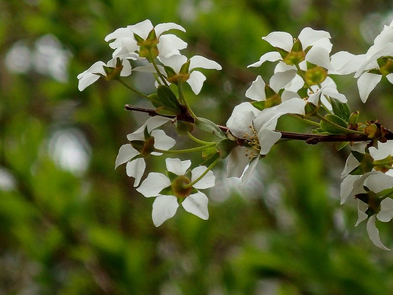 北大キャンパスの新緑・花を求めて　　０５１０_c0183777_195779.jpg