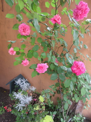 ラ・ブランシュは今花盛りです!!_a0171984_17242983.jpg