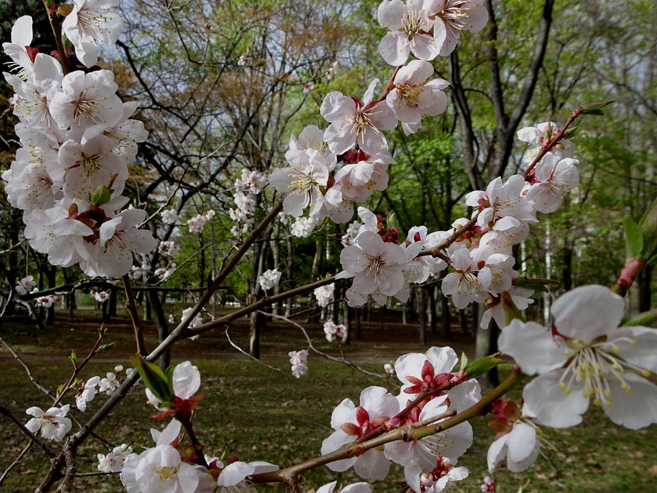 中島公園の梅と桜_f0182885_21192945.jpg