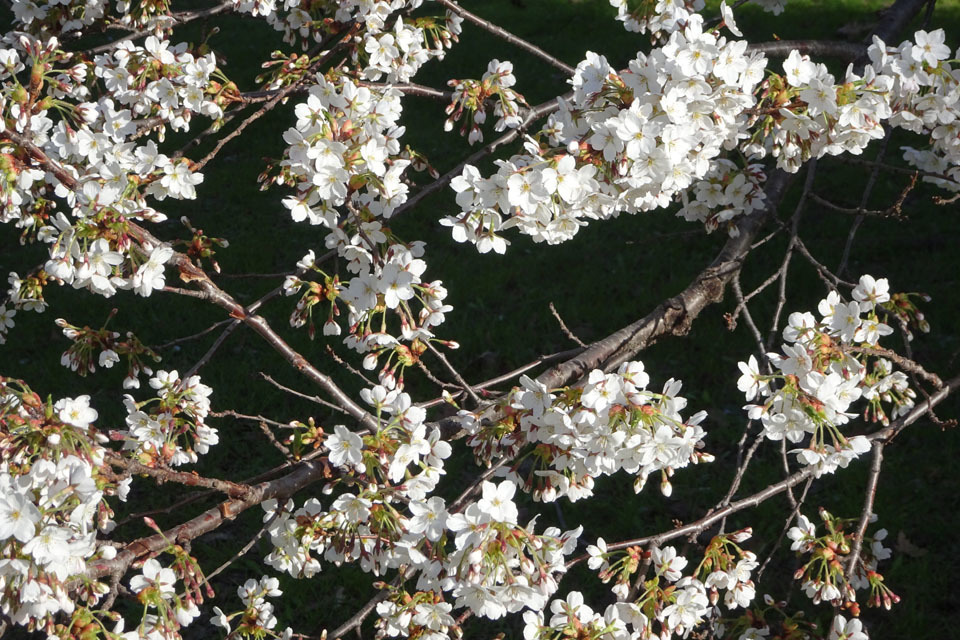 中島公園の梅と桜_f0182885_21210916.jpg