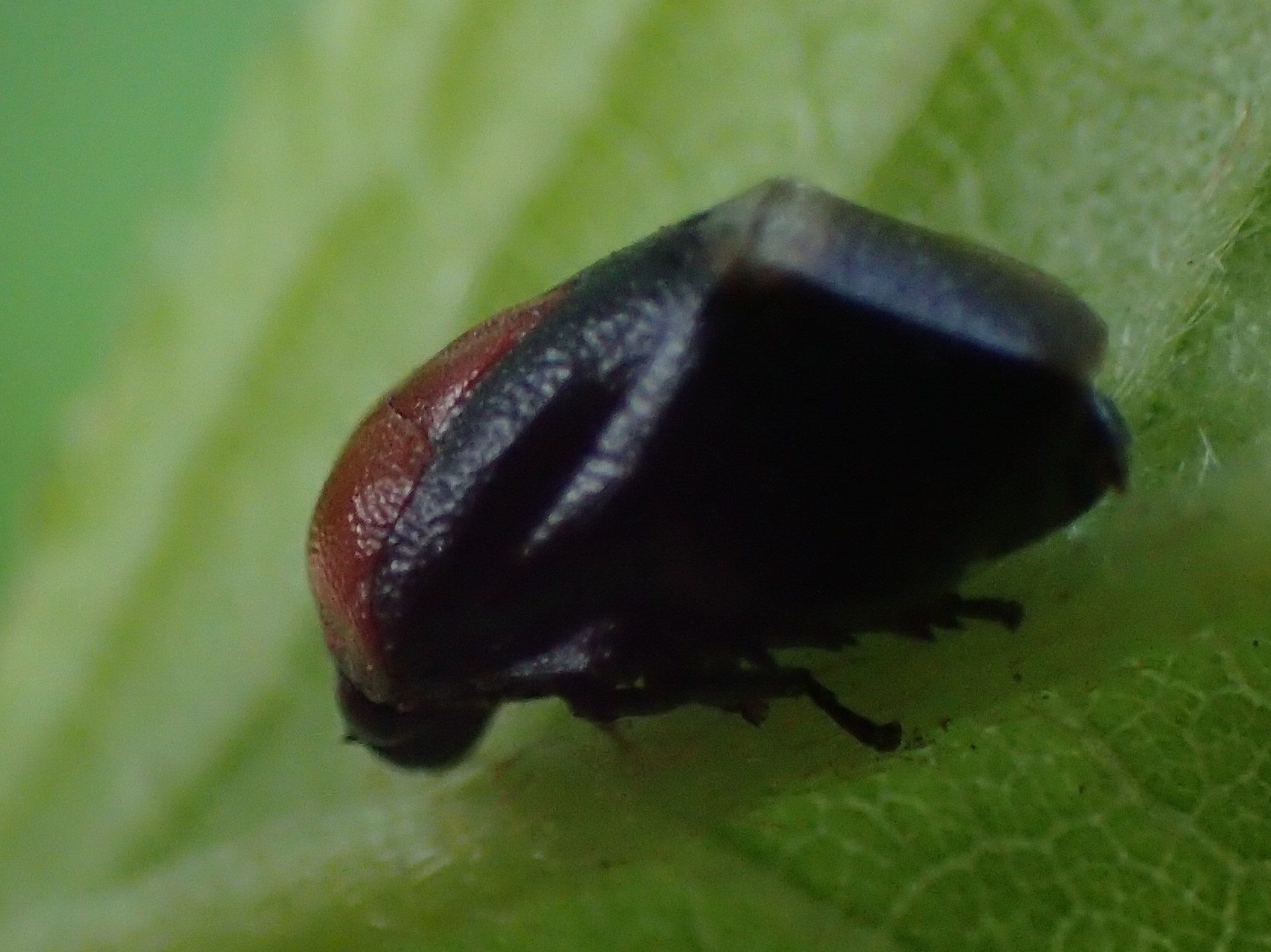 ムネアカアワフキ　Hindoloides bipunctata_c0208989_18291407.jpg