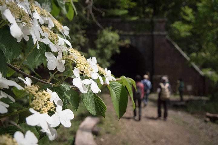 爽緑の廃隧道_d0353489_2034449.jpg