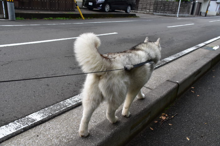 きょうの朝んぽとお月さま　(^o^)_c0049299_22410802.jpg