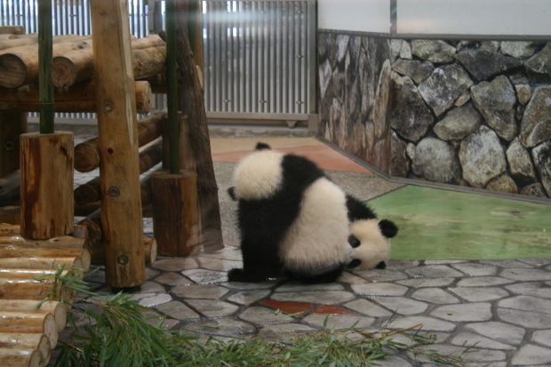 らんまくんパンダになる?_f0242002_22595516.jpg