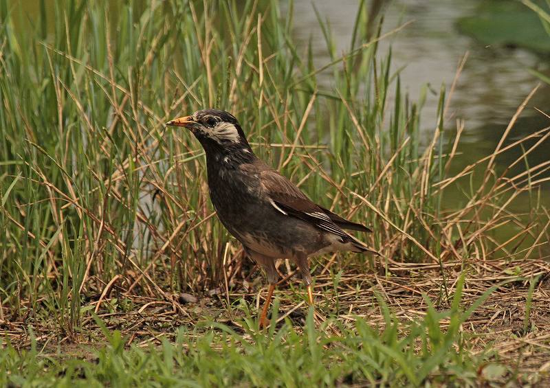 大群をつくる迷惑な鳥「ムクドリ」_d0360910_21240851.jpg