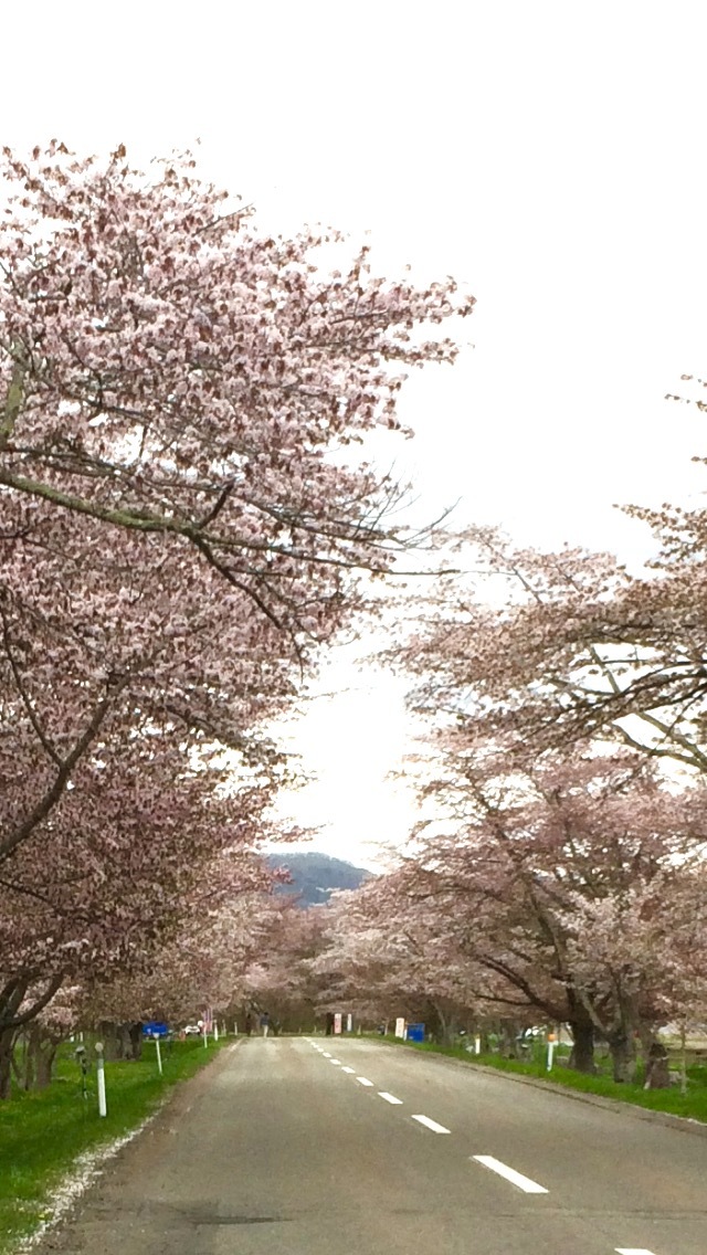 2017桜桜&#127800;③_f0147821_00195669.png