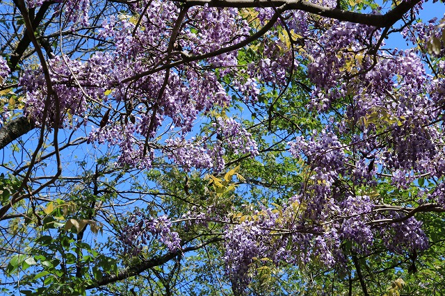 紀和町のフジの花風景（撮影：４月２８日）_e0321325_11561579.jpg