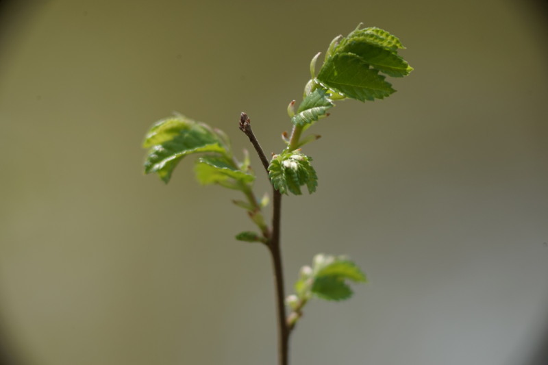 Hanimex 300mm f5.6_c0109833_20321720.jpg