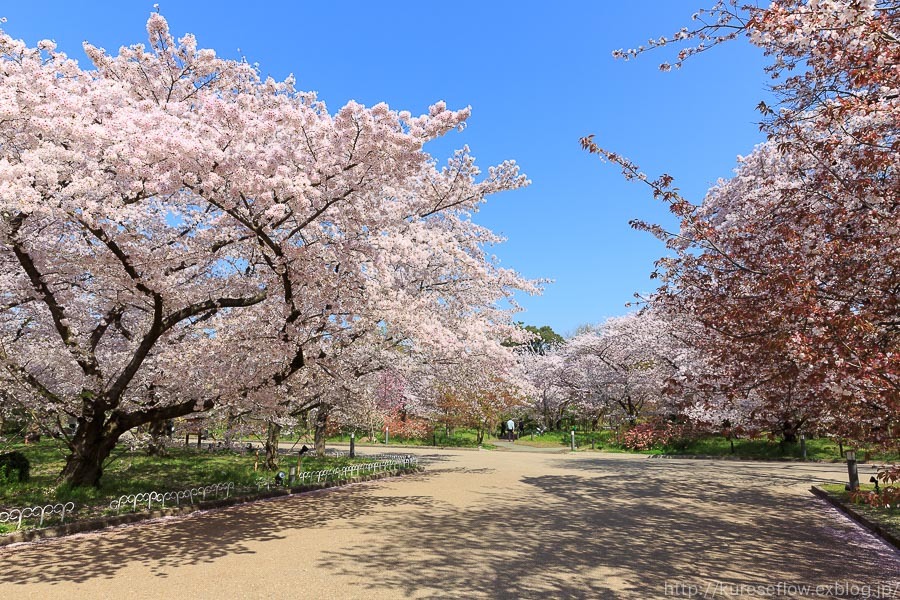 京のさくら2017　京都府立植物園は桜花爛漫_b0325840_19574128.jpg