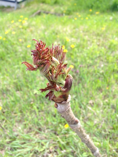 大量のタラの芽_d0322040_19560848.jpg