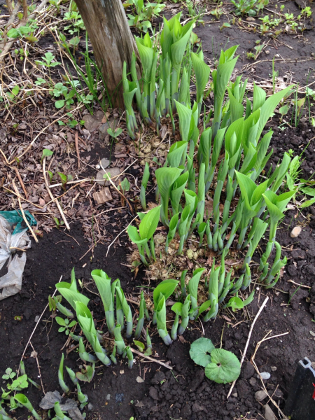 大量のタラの芽_d0322040_19560927.jpg