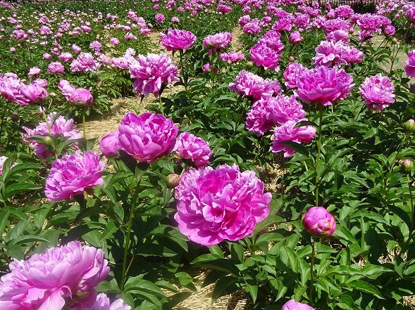 久宝寺緑地の芍薬 彩の気まぐれ写真 久宝寺緑地の芍薬 彩の気まぐれ写真