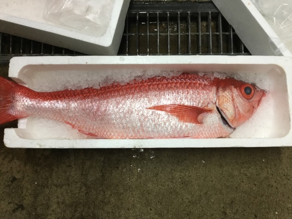 あわびにも オスとメスがあるんですね 鹿児島市の魚専門店 満田商店です