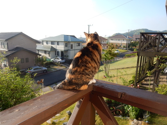 ’17,5,11(木)今日は夏日~!_f0060461_07244901.jpg