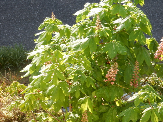 ’17,5,11(木)今日は夏日~!_f0060461_07290874.jpg