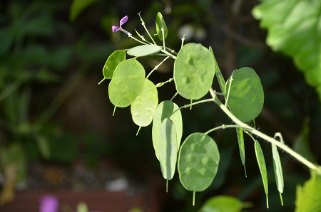 庭の花　大判草_d0247262_162327.jpg