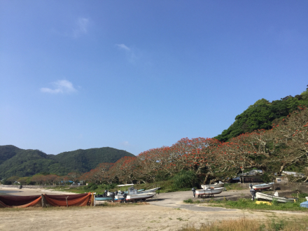 20170511 諸鈍デイゴ並木_e0028387_21230312.jpg