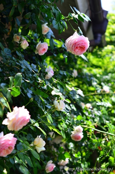 薔薇が咲きだした庭　　My Rose Garden_d0025294_17514841.jpg