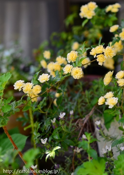 薔薇が咲きだした庭　　My Rose Garden_d0025294_17534460.jpg