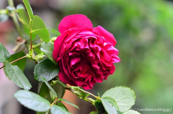 薔薇が咲きだした庭　　My Rose Garden_d0025294_17543462.jpg