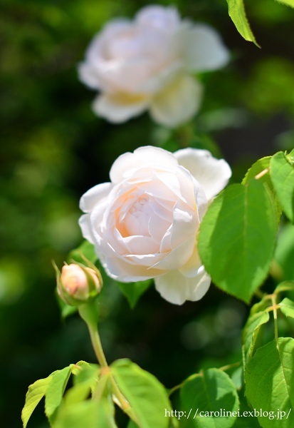 薔薇が咲きだした庭　　My Rose Garden_d0025294_17551905.jpg