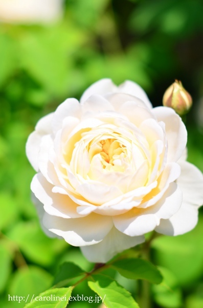 薔薇が咲きだした庭　　My Rose Garden_d0025294_17560563.jpg
