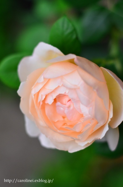 薔薇が咲きだした庭　　My Rose Garden_d0025294_17573464.jpg