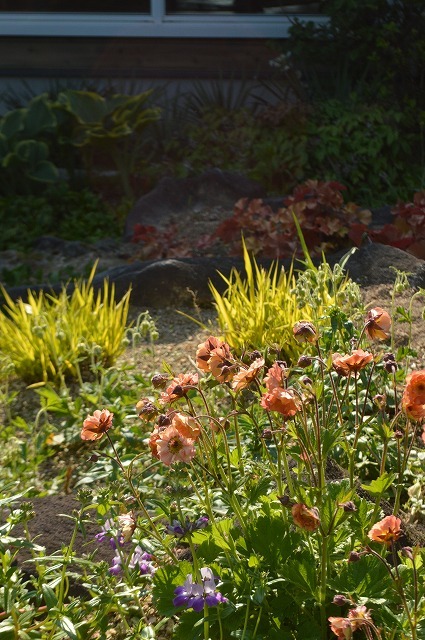 食欲の春に植花夢さんへ_a0233896_15043896.jpg