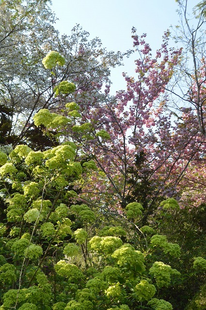 食欲の春に植花夢さんへ_a0233896_15050034.jpg