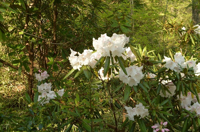 食欲の春に植花夢さんへ_a0233896_15052645.jpg