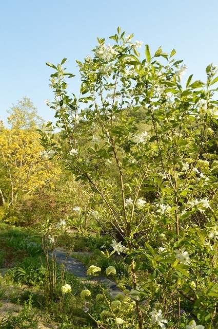 食欲の春に植花夢さんへ_a0233896_15054313.jpg
