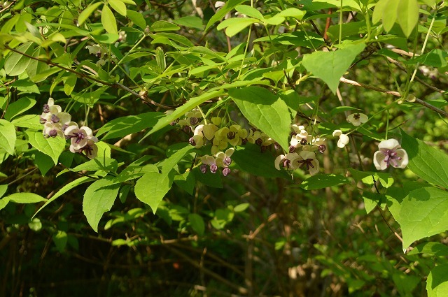 食欲の春に植花夢さんへ_a0233896_15060610.jpg