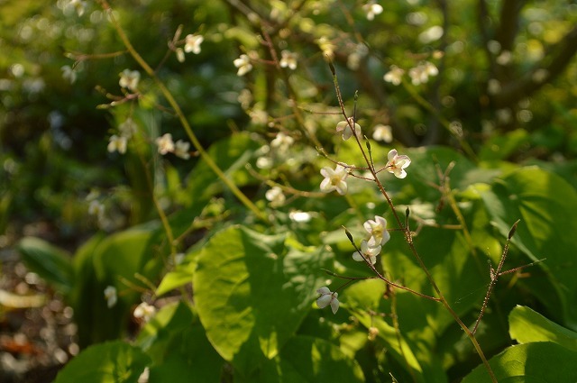 食欲の春に植花夢さんへ_a0233896_15062653.jpg