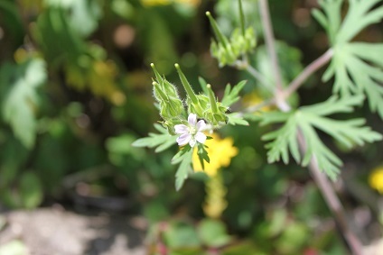 アメリカ風露　万年草　庭石菖_e0354596_23443570.jpg