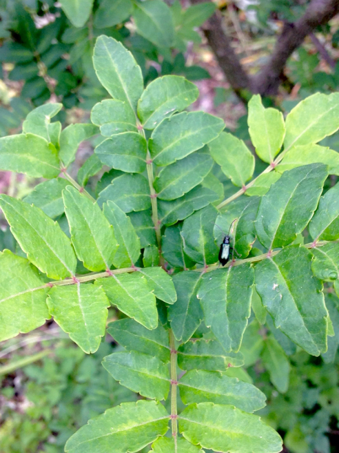 e0188897_20431550.jpg