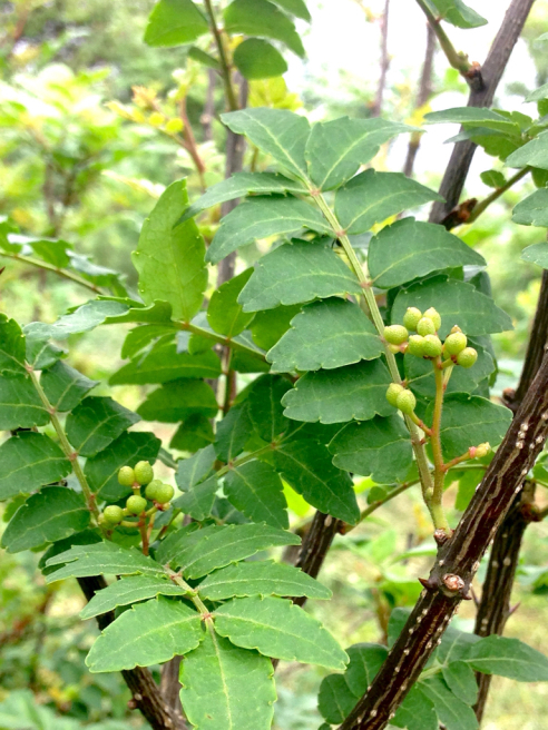 e0188897_22020893.jpg