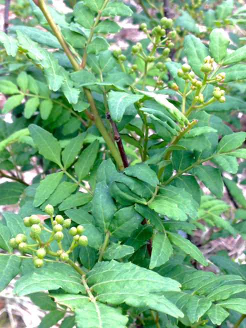 e0188897_22020998.jpg