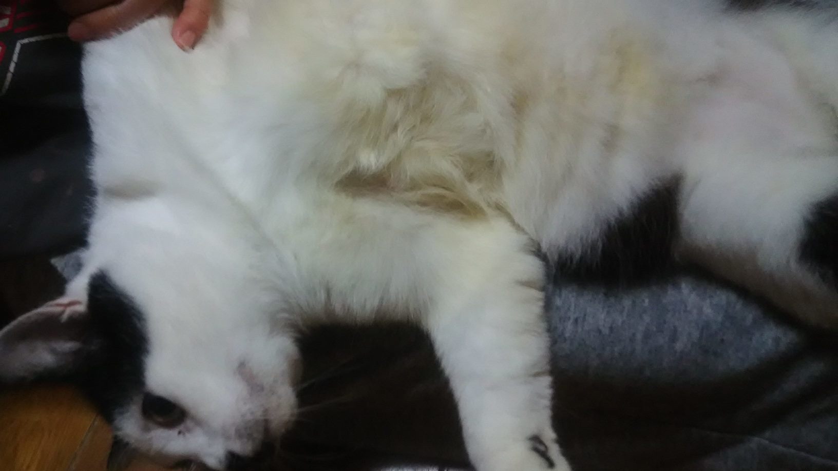 くん 顔 らんま