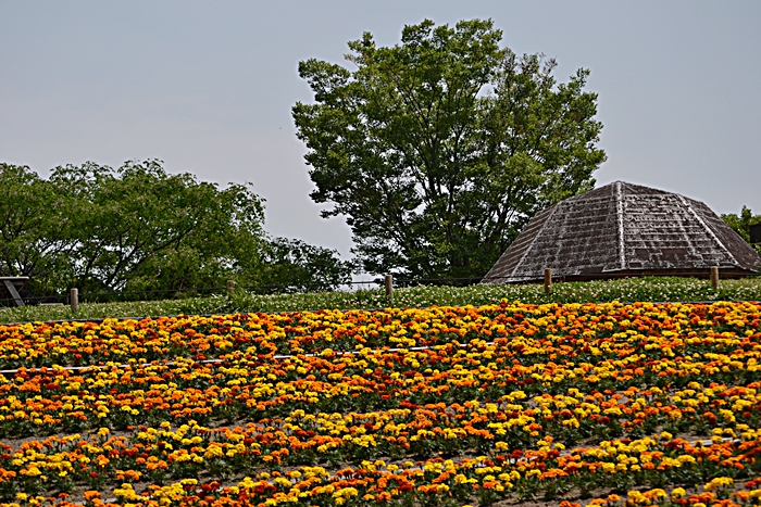 花博記念公園鶴見緑地　（Ⅰ）_a0240403_16594262.jpg