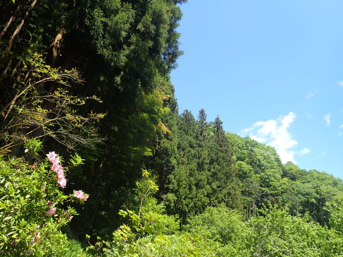 埼玉北部　                       オナガアゲハ吸蜜2017/05/11②_d0251807_14582139.jpg